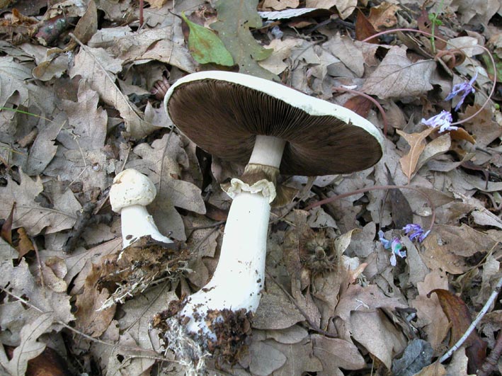 Agaricus sylvicola